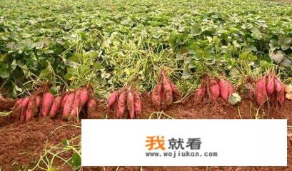 经常吃地瓜干的好处和坏处详细点？