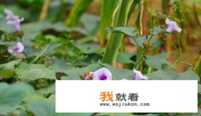 经常吃地瓜干的好处和坏处详细点？