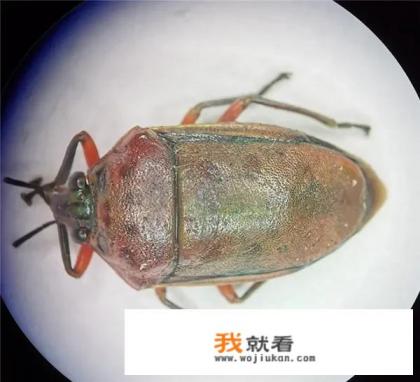 成都市民网购活体甲虫被海关截获, 你怎么看？