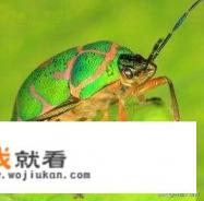 成都市民网购活体甲虫被海关截获, 你怎么看？