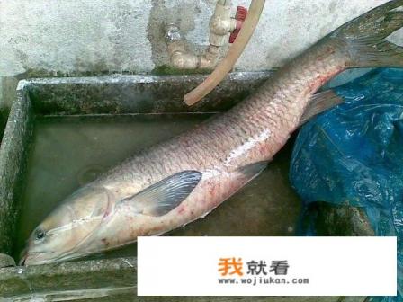 40-50斤青鱼石贵吗？