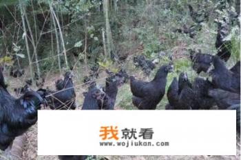 都说土鸡养殖能挣钱，新手养1000只土鸡真的挣钱了吗？