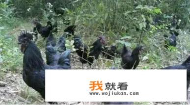 都说土鸡养殖能挣钱，新手养1000只土鸡真的挣钱了吗？