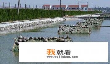 养甲鱼的利润与风险? 养甲鱼的利润与风险?