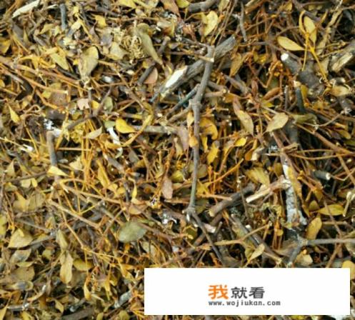 桑寄生是什么？