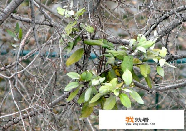 桑寄生是什么？