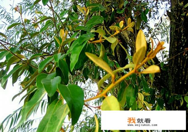 桑寄生是什么？