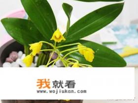 铁皮石斛花的采摘、晾晒和吃法？