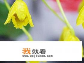 铁皮石斛花的采摘、晾晒和吃法？