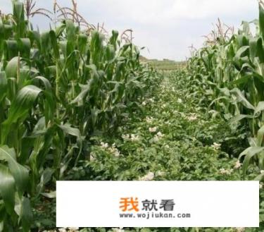 蛋土豆玉米能烧汤吗怎么烧？