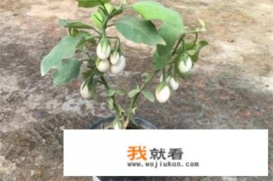百香果怎样种植？