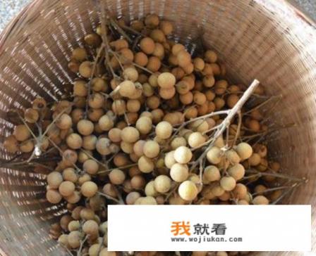 龙眼干怎么晒？