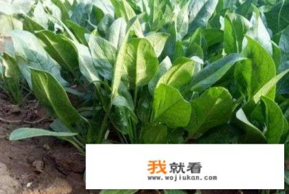 小雪节气种什么蔬菜？