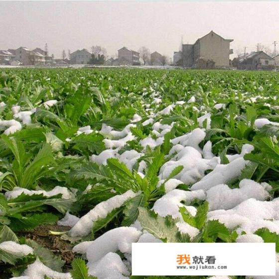 小雪节气种什么蔬菜？