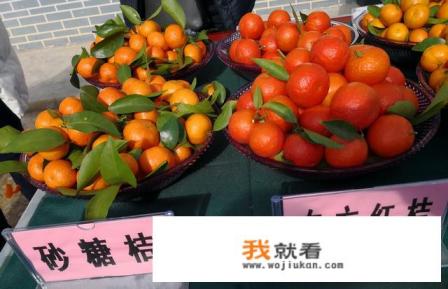 沙糖桔主产区？