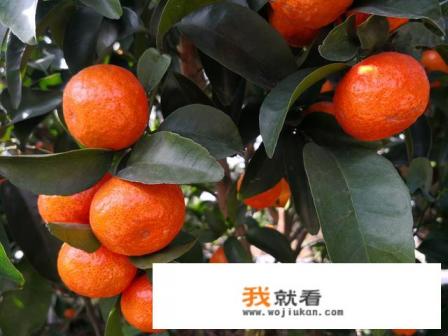 沙糖桔主产区？