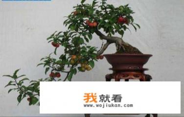 想把野山楂带回家做下山桩栽种，应该怎么做？