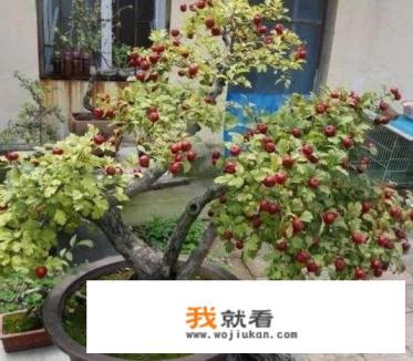 想把野山楂带回家做下山桩栽种，应该怎么做？