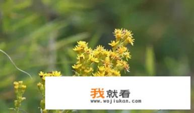 最近讨论度特别高的一支黄花到底会有什么危害呢？