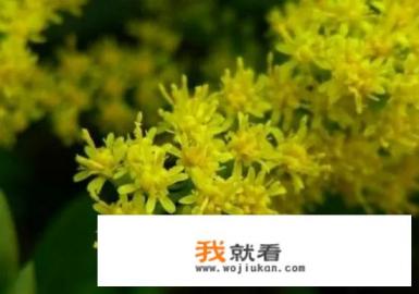 最近讨论度特别高的一支黄花到底会有什么危害呢？