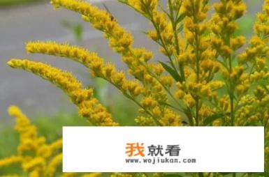 最近讨论度特别高的一支黄花到底会有什么危害呢？