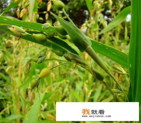 薏米、赤小豆、黄精茶的作用有哪些？