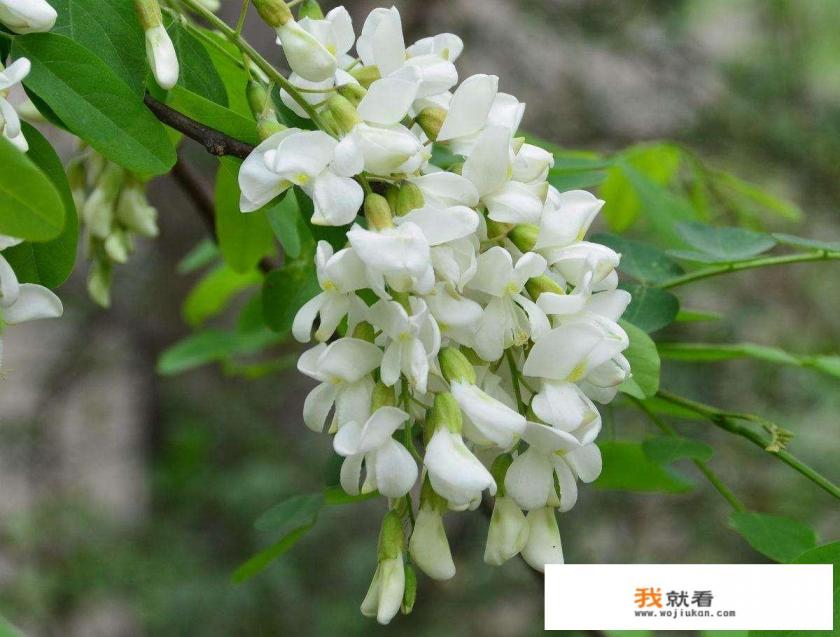 槐花蜜的好处和坏处？