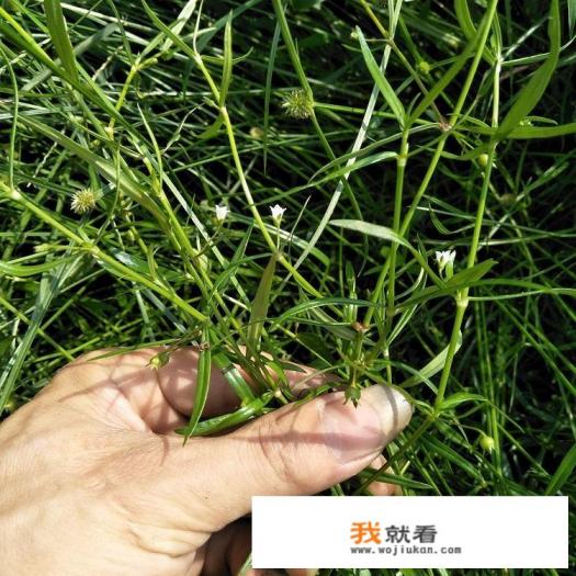 白花蛇舌草的功效与作用是什么？