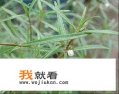 白花蛇舌草的功效与作用是什么？