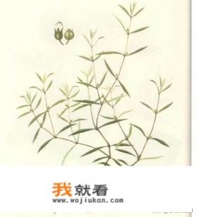 白花蛇舌草的功效与作用是什么？