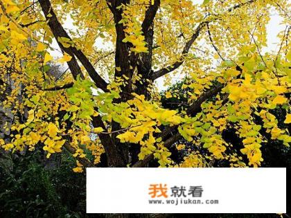银杏有什么药效？
