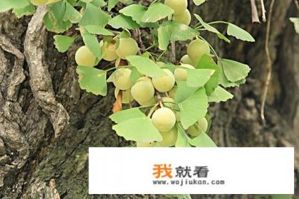 银杏有什么药效？