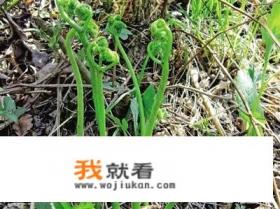 野生蕨菜真的有毒吗？