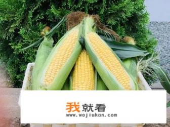 新鲜的玉米发芽还可以吃吗，像图片这样的？