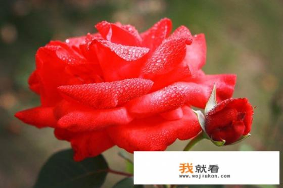 怎么给高考生做一日三餐？