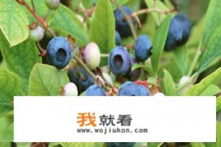 蓝莓树苗怎么种植？