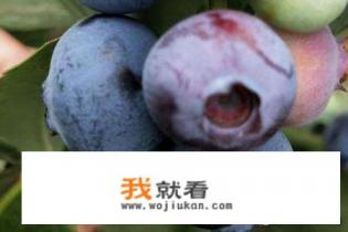 蓝莓树苗怎么种植？