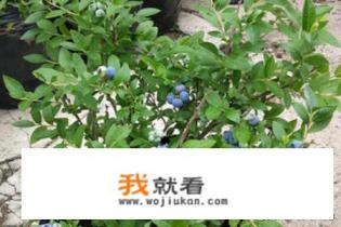 蓝莓树苗怎么种植？