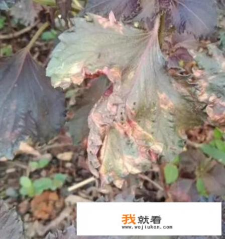 紫苏叶小时候的样子