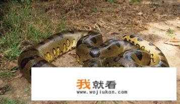 为什么大王蛇不怕眼镜王蛇？