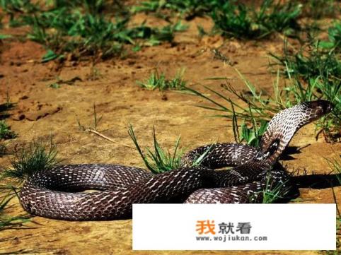 为什么大王蛇不怕眼镜王蛇？