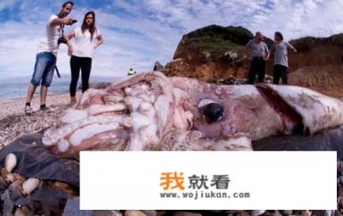 大王乌贼有多大？