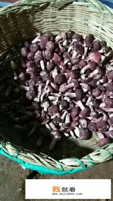 哪里的红菇最好呢？