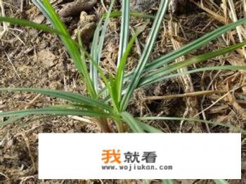 这种草，叫什么名字？地里很多，有没有什么可以根除的方法？