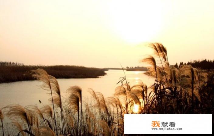 农村河边常见长着芦苇，那么芦苇根有什么作用与功效？