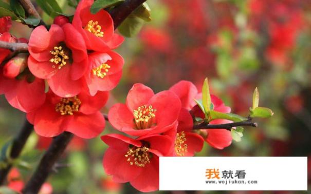中秋节的八个传统是什么？