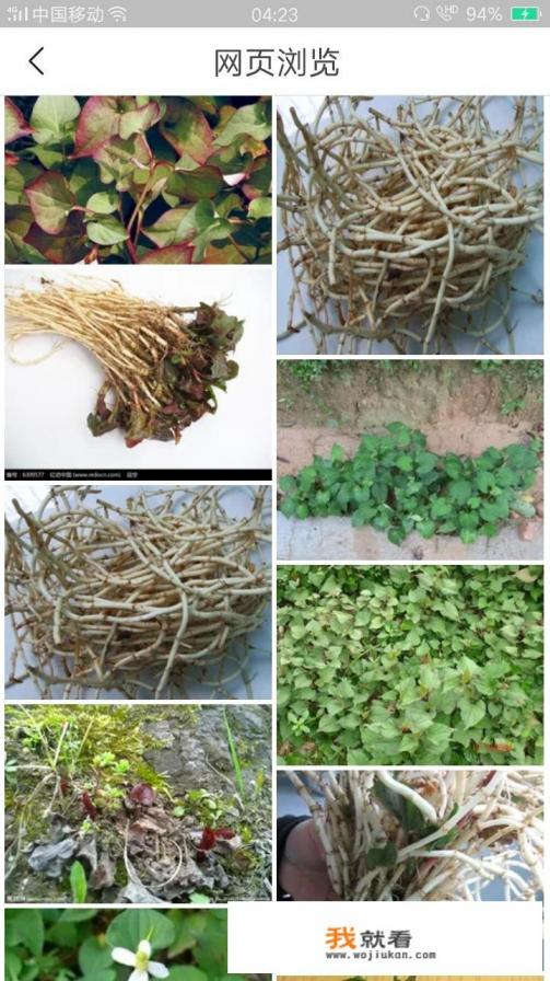 腌制折耳根保存方法？