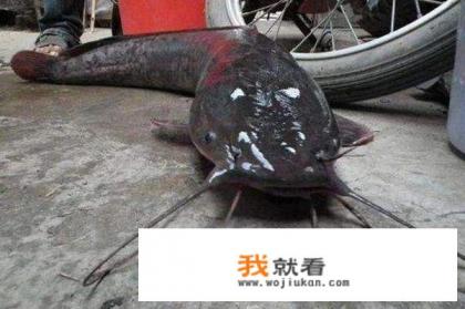 塘鲺和鲶鱼哪个干净？