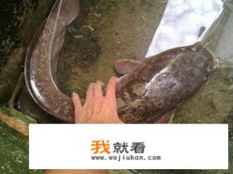 塘鲺和鲶鱼哪个干净？