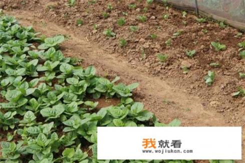 怎样种植木耳菜，木耳菜的种植方法？